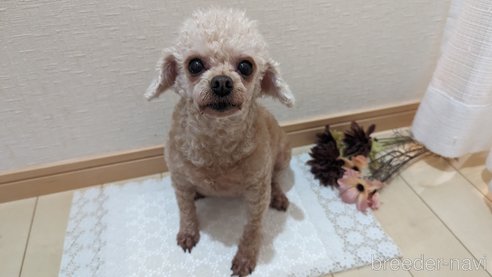 成約済の広島県のタイニープードル-301761の15枚目
