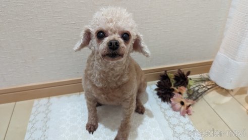 成約済の広島県のタイニープードル-301761の14枚目