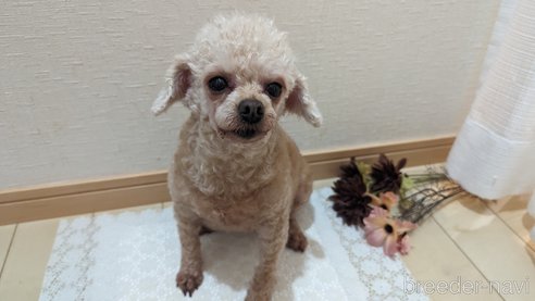 成約済の広島県のタイニープードル-301761の13枚目