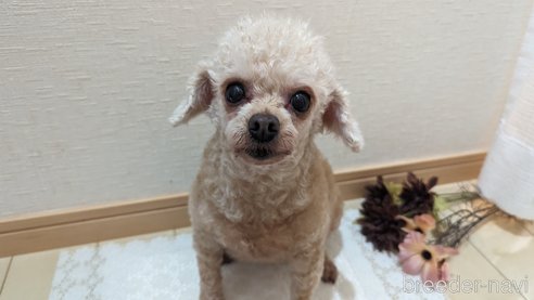 成約済の広島県のタイニープードル-301761の11枚目