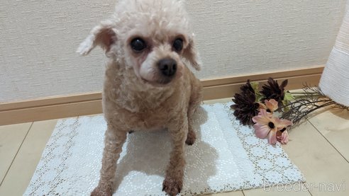 成約済の広島県のタイニープードル-301761の7枚目