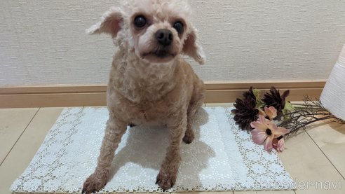 成約済の広島県のタイニープードル-301761の6枚目