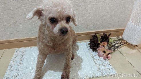 成約済の広島県のタイニープードル-301761の5枚目