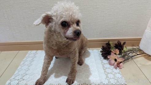 成約済の広島県のタイニープードル-301761の4枚目