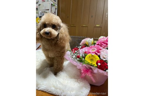 ポパイ君くん1枚目