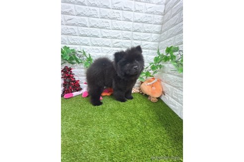 成約済の愛知県のチャウチャウ-307117の4枚目