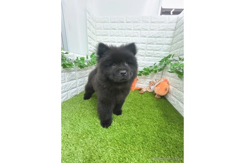 成約済の愛知県のチャウチャウ-307117の3枚目