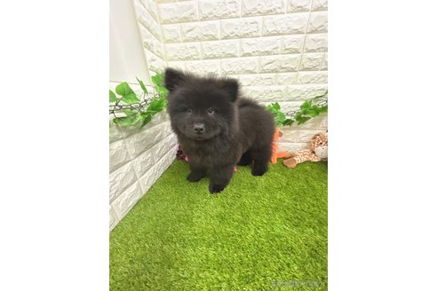 成約済の愛知県のチャウチャウ-307117の2枚目