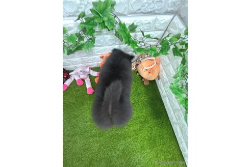 成約済の愛知県のチャウチャウ-307117の5枚目