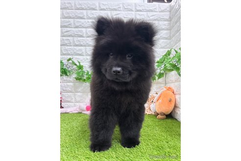 成約済の愛知県のチャウチャウ-307117の1枚目