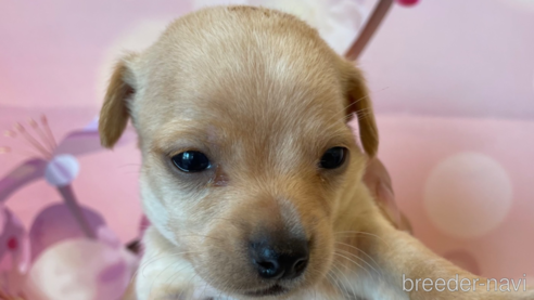 販売中の北海道のミックス犬-307131