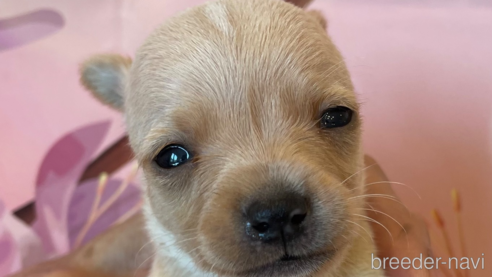 販売中の北海道のミックス犬-307134の1枚目