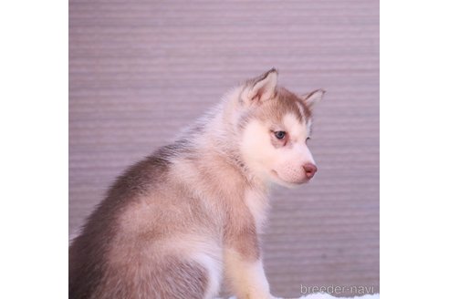 成約済の栃木県のシベリアンハスキー-307148の11枚目