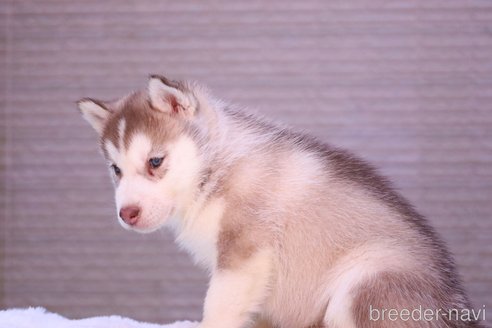 販売中の栃木県のシベリアンハスキー-307148の5枚目