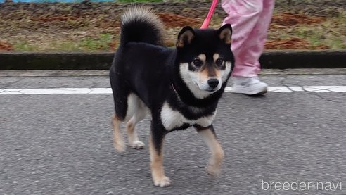 二代藩士くん1枚目