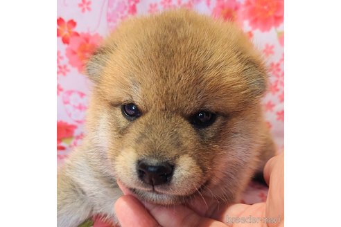 成約済の大阪府の柴犬-307165の6枚目