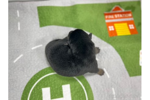 成約済の愛知県の柴犬-307169の6枚目