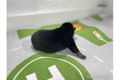 販売中の愛知県の柴犬-307169の4枚目