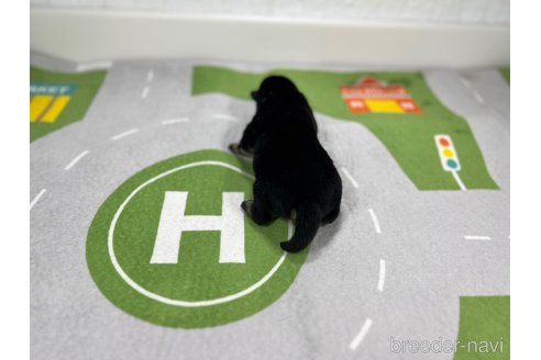 成約済の愛知県の柴犬-307169の5枚目