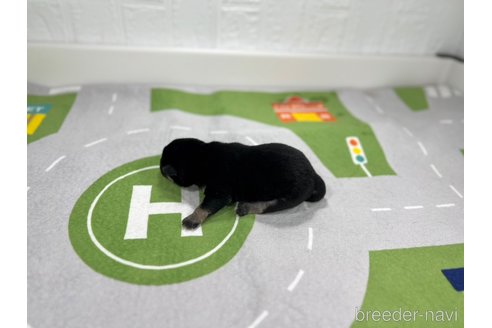 成約済の愛知県の柴犬-307175の5枚目