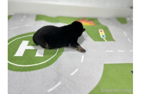 成約済の愛知県の柴犬-307178の6枚目