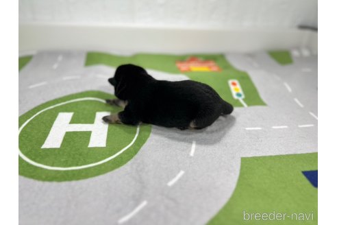 成約済の愛知県の柴犬-307178の4枚目