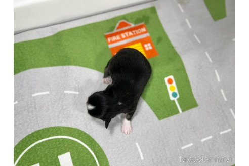 成約済の愛知県のチワワ(ロングコート)-307189の6枚目