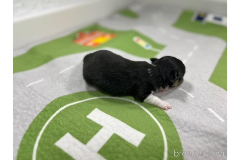 成約済の愛知県のチワワ(ロングコート)-307192の2枚目