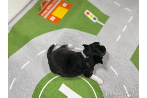 成約済の愛知県のチワワ(ロングコート)-307192の3枚目