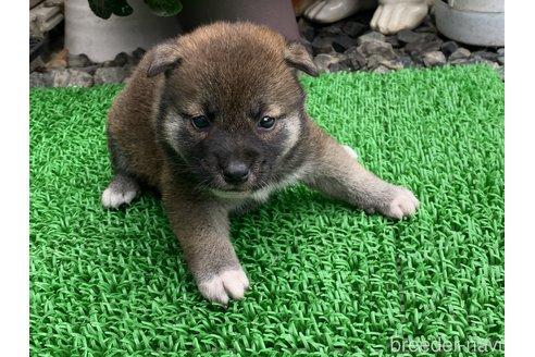 成約済の岡山県の柴犬-305752の3枚目