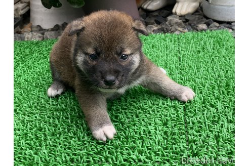 販売中の岡山県の柴犬-305752の3枚目