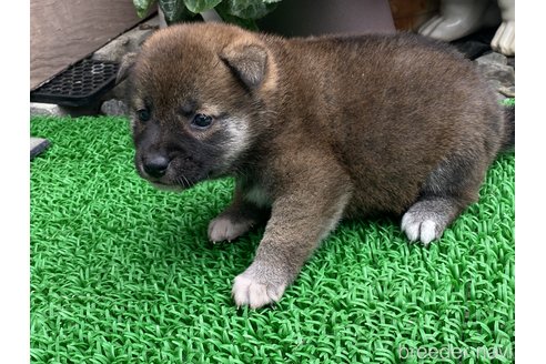 成約済の岡山県の柴犬-305752の2枚目