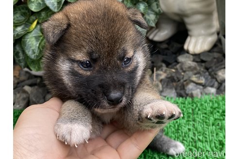 成約済の岡山県の柴犬-305752の1枚目