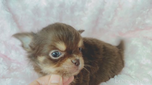 成約済の北海道のチワワ(ロングコート)-301673の7枚目