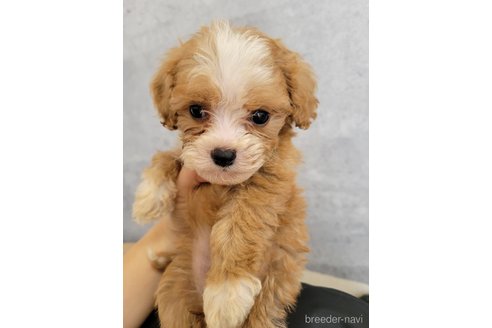 成約済の神奈川県のキャバプー:キャバリア×トイプードル-307219の1枚目