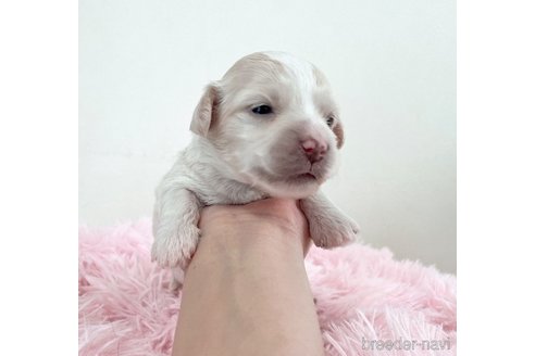 成約済の福岡県のマルックス:マルチーズ×ミニチュアダックスフンド-304256の30枚目