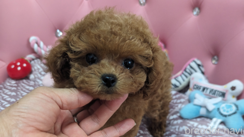 成約済の茨城県のタイニープードル-303683の1枚目