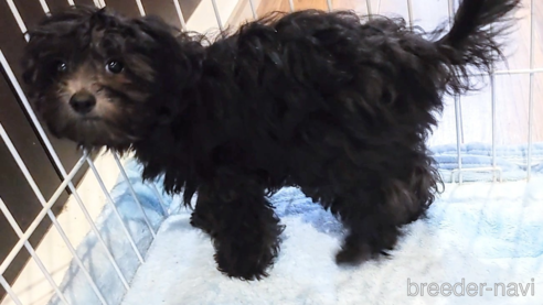 成約済の北海道のミックス犬-292241の4枚目