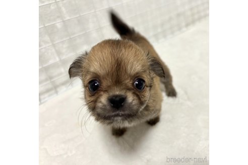 成約済の福岡県のチワワ(ロングコート)-307246の1枚目