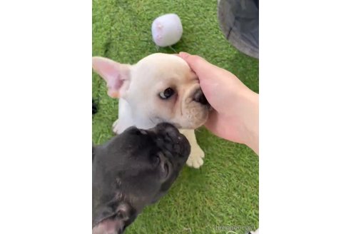 成約済の福岡県のフレンチブルドッグ-302500の4枚目