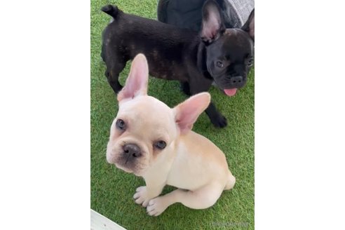 成約済の福岡県のフレンチブルドッグ-302500の5枚目