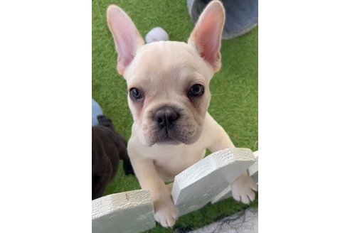 成約済の福岡県のフレンチブルドッグ-302500の2枚目