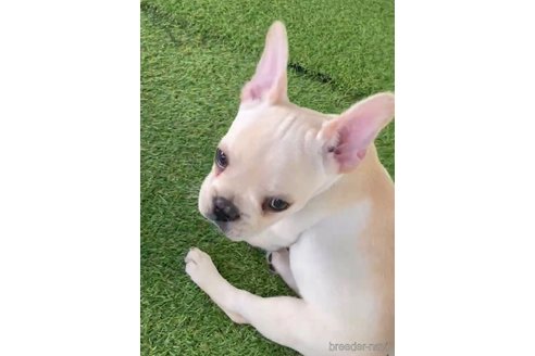 成約済の福岡県のフレンチブルドッグ-302500の3枚目