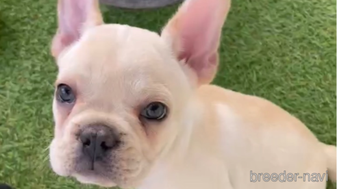 成約済の福岡県のフレンチブルドッグ-302500の1枚目