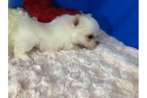 成約済の佐賀県のポメマル:ポメラニアン×マルチーズ-307267の2枚目