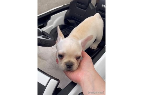 成約済の福岡県のフレンチブルドッグ-307282の4枚目