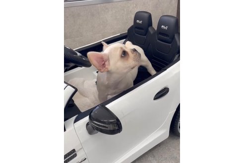 成約済の福岡県のフレンチブルドッグ-307282の2枚目