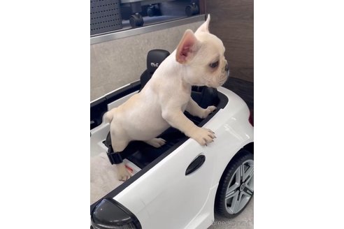 成約済の福岡県のフレンチブルドッグ-307282の3枚目