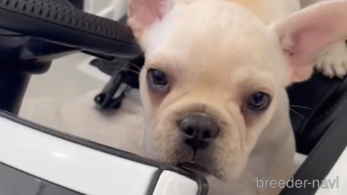 成約済の福岡県のフレンチブルドッグ-307282