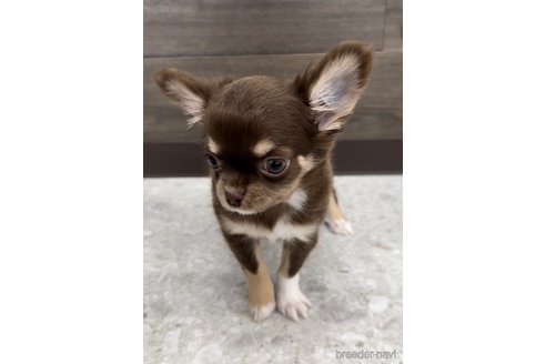 成約済の福岡県のチワワ(ロングコート)-300083の2枚目